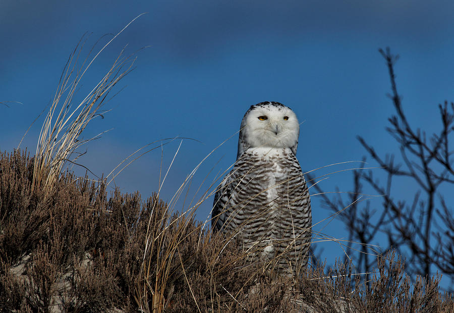 Snowy Owl in the Dunes Photograph by Duane Cross