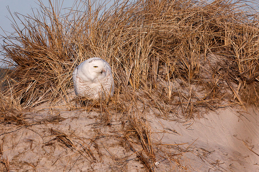 Owl Photograph - Snowy Owl In The Dunes Hampton Beach NH by Jeff Sinon