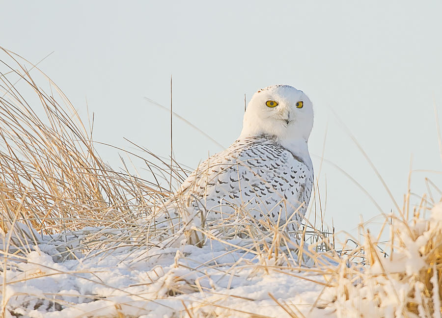 Snowy Owl in the Snow Covered Dunes Photograph by John Vose