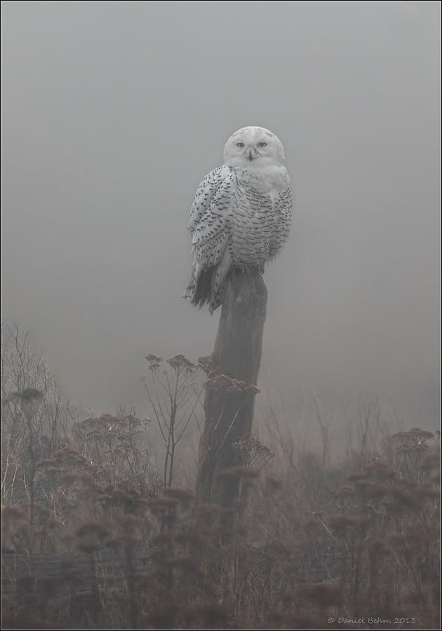 Snowy Owl  in the Mist Photograph by Daniel Behm