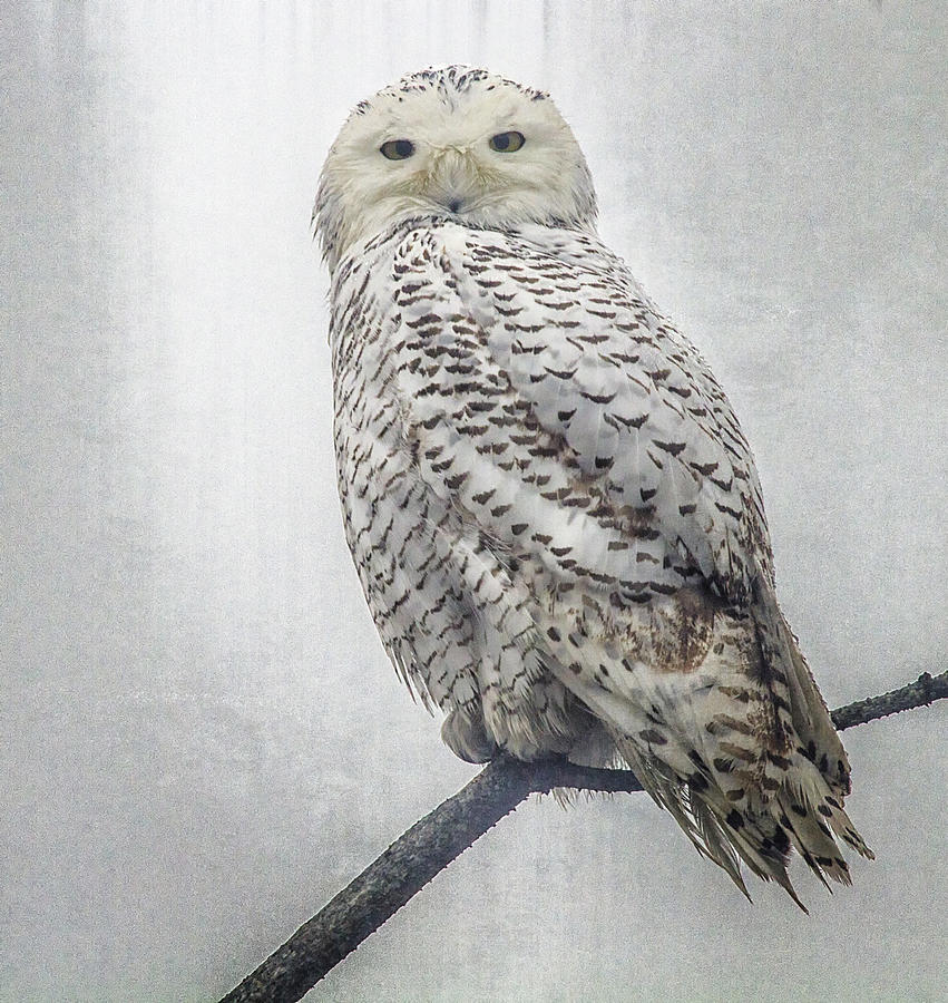 Snowy Owl in the Rain Photograph by Constantine Gregory