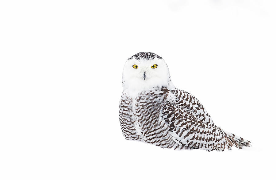 Snowy Owl In Winter Snow Photograph by Jim Cumming
