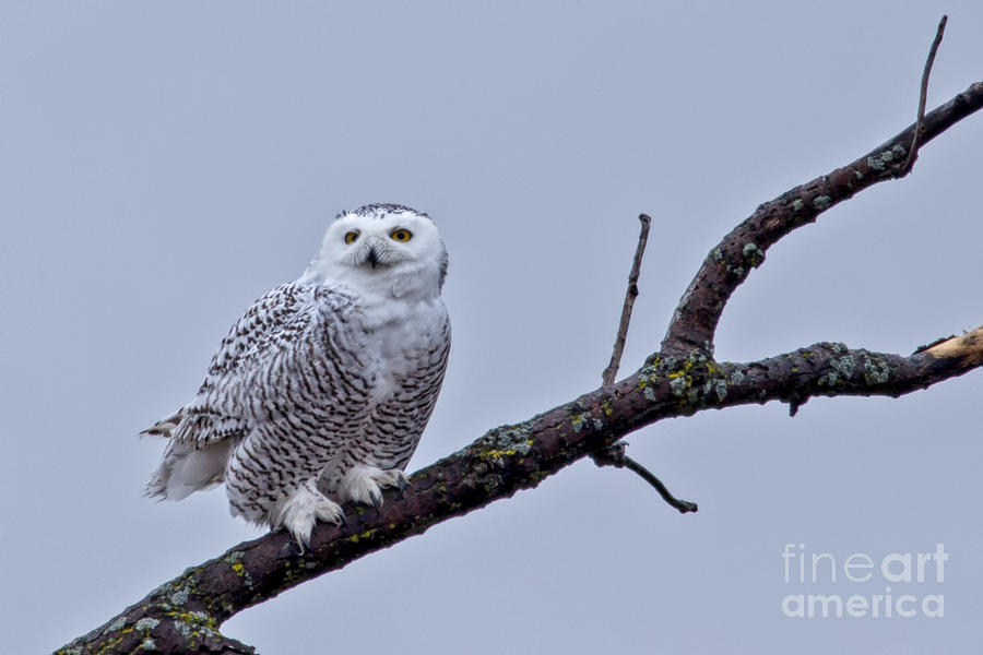 Snowy Owl in Wisconsin 2 Photograph by Natural Focal Point Photography