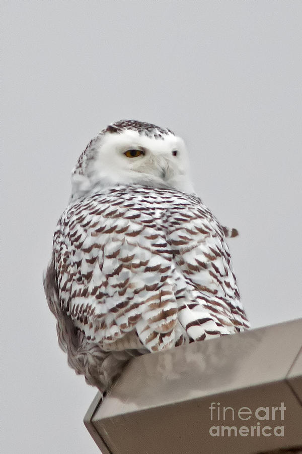 Snowy Owl in Wisconsin Photograph by Natural Focal Point Photography
