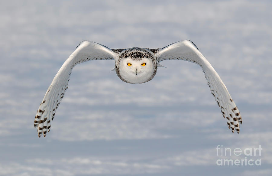 Snowy Owl Incoming Photograph by Scott Linstead