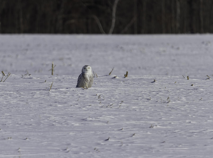 Snowy Owl In The South Field Photograph by Thomas Young