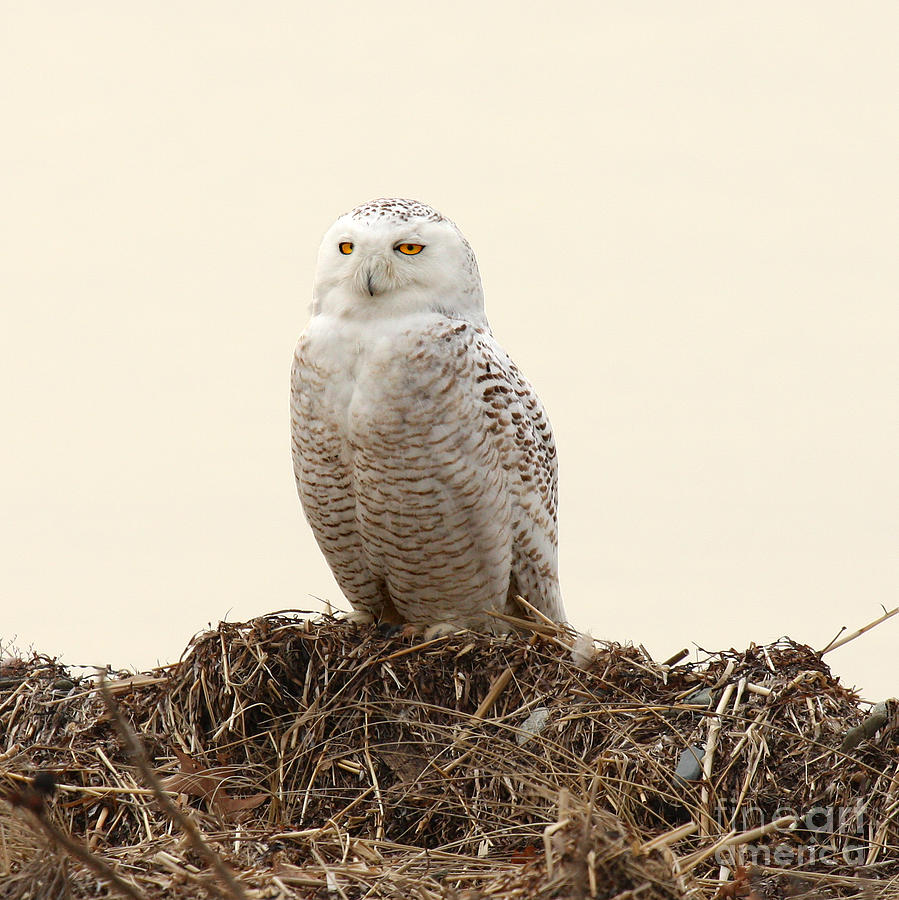 Snowy Owl IV Photograph by Butch Lombardi