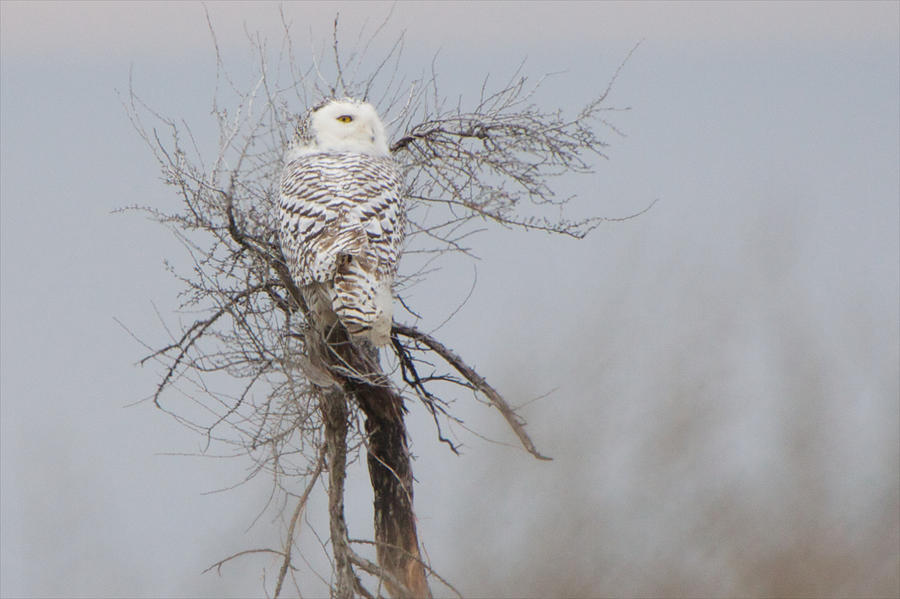 Owl Photograph - Snowy Owl by Jay Warwick