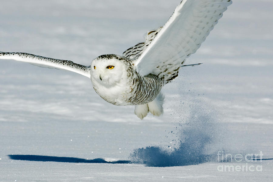 Bird Photograph - Snowy Owl by Jim Zipp