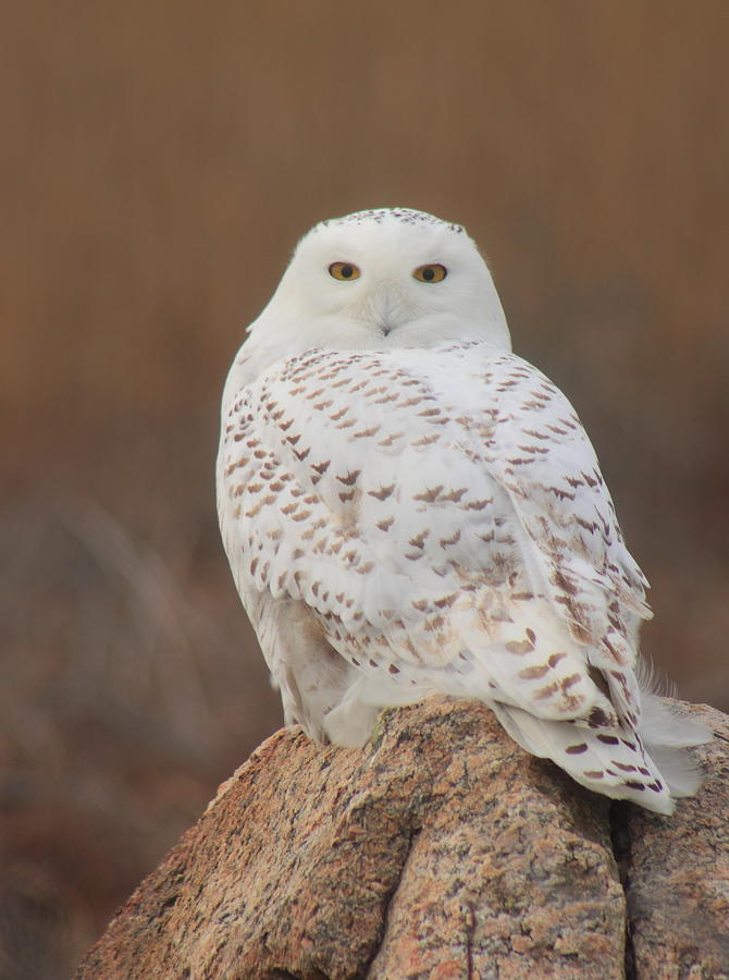 Snowy Owl Photograph by John Burk