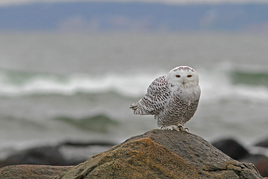 Snowy Owl Photograph by Juergen Roth