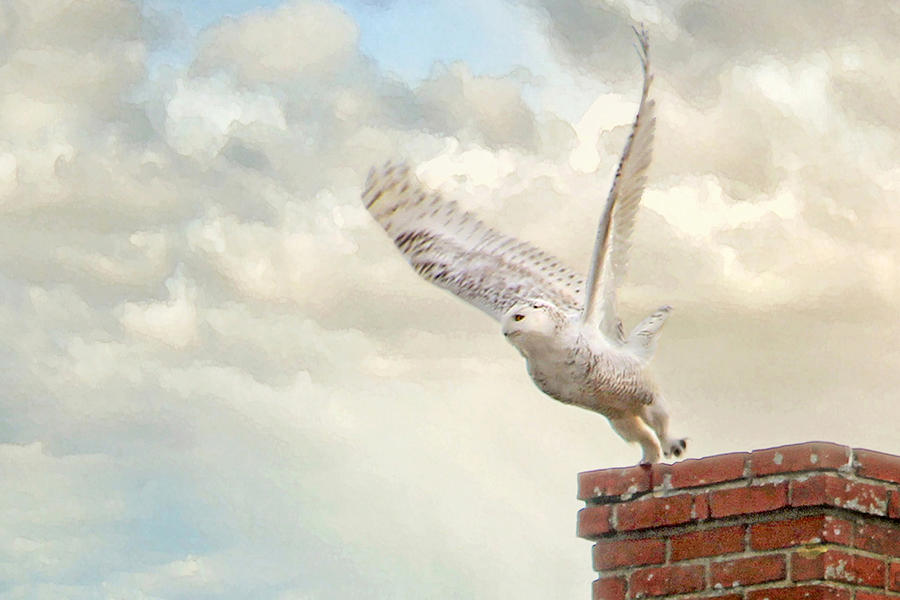 Snowy Owl in Flight Photograph by Karen Lynch