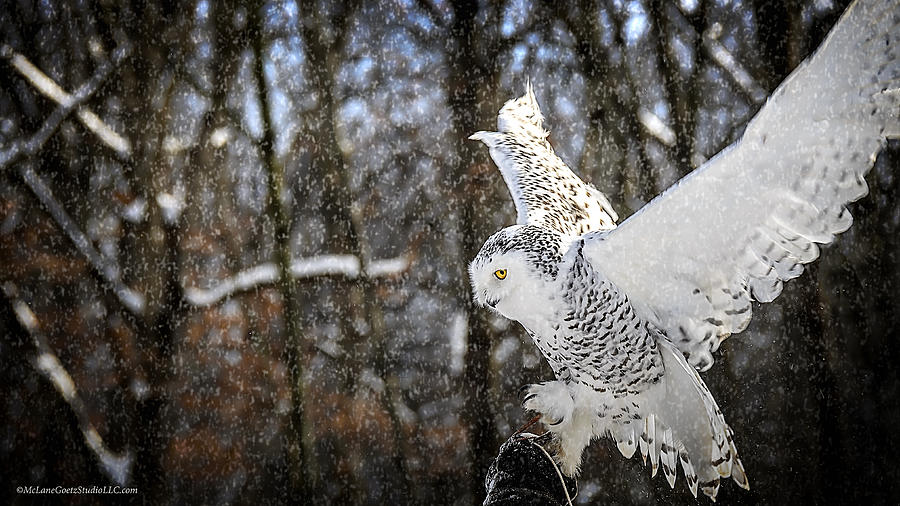 Snowy Owl Landing Photograph by LeeAnn McLaneGoetz McLaneGoetzStudioLLCcom