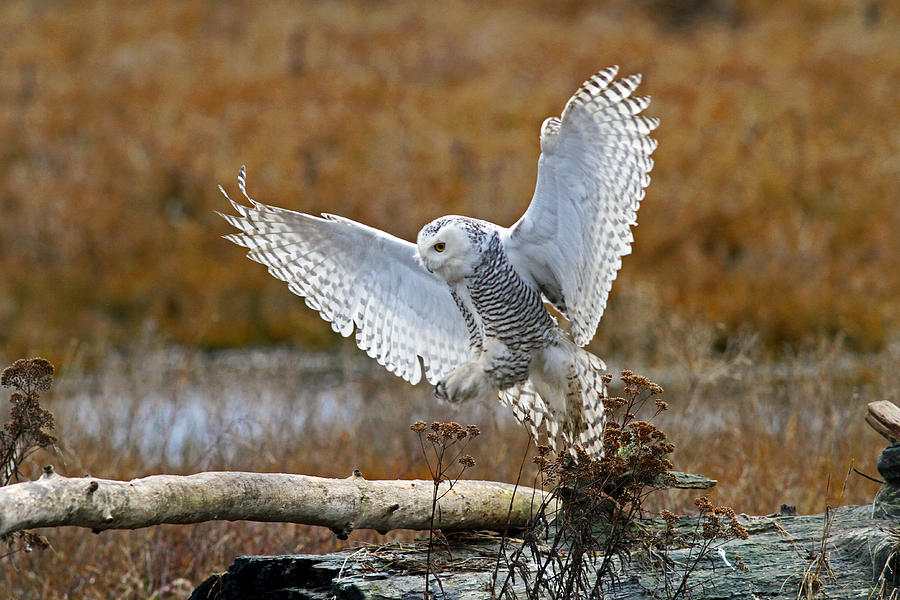 Snowy Owl Landing Photograph by Shari Sommerfeld