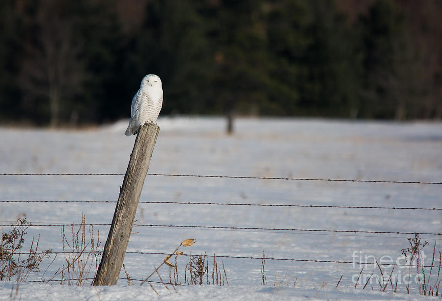 Snowy Owl Landscape Photograph by Cheryl Baxter