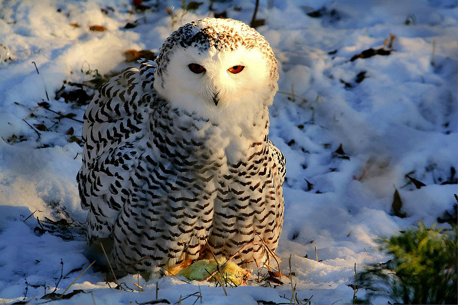 Owl Photograph - Snowy Owl by Larry Trupp