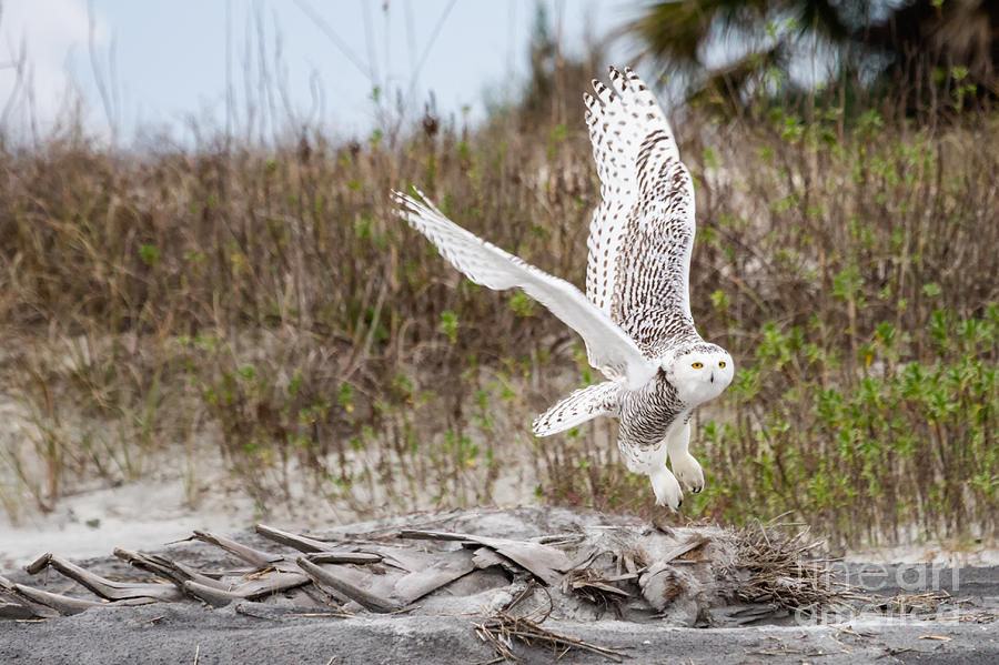 Snowy Owl Little Talbot Island State Park Florida Photograph by Dawna Moore Photography