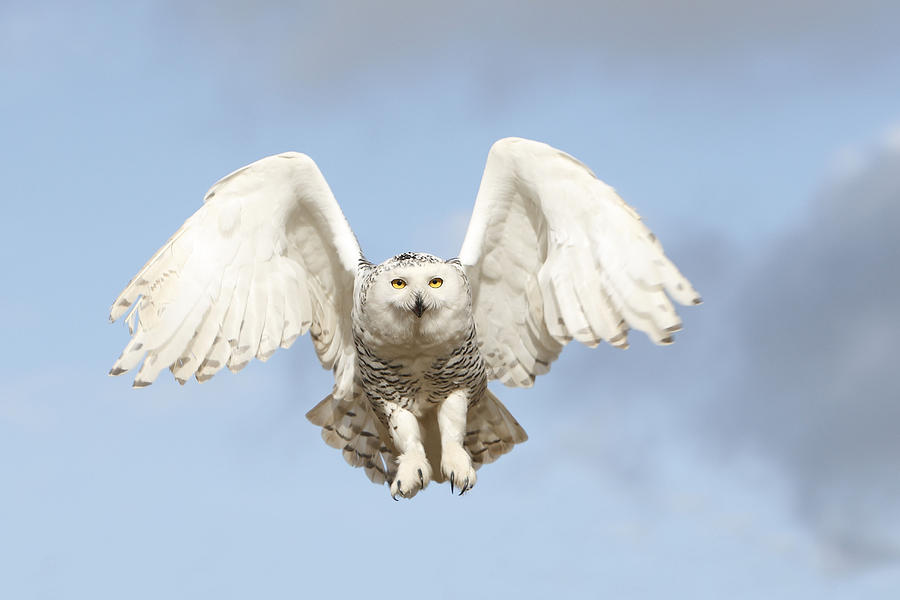 Snowy Owl Photograph by M. Watson