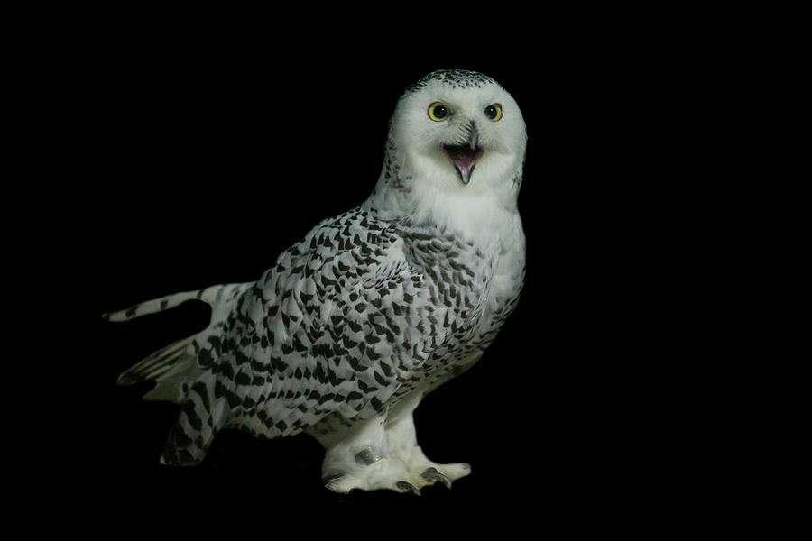 Snowy Owl Photograph by Manoj Shah