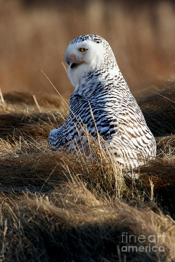 Snowy Owl Mantling a Kill II Photograph by Butch Lombardi