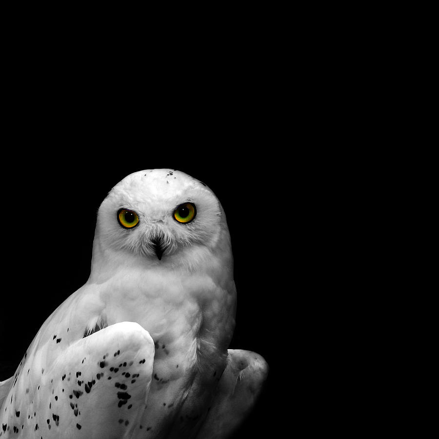Eagle Photograph - Snowy Owl by Mark Rogan
