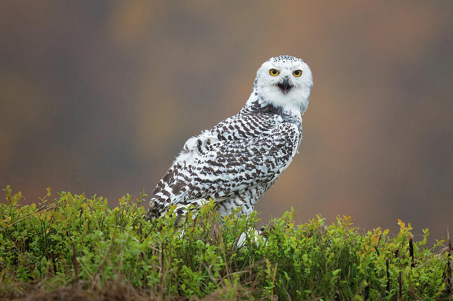 Owl Photograph - Snowy Owl by Milan Zygmunt