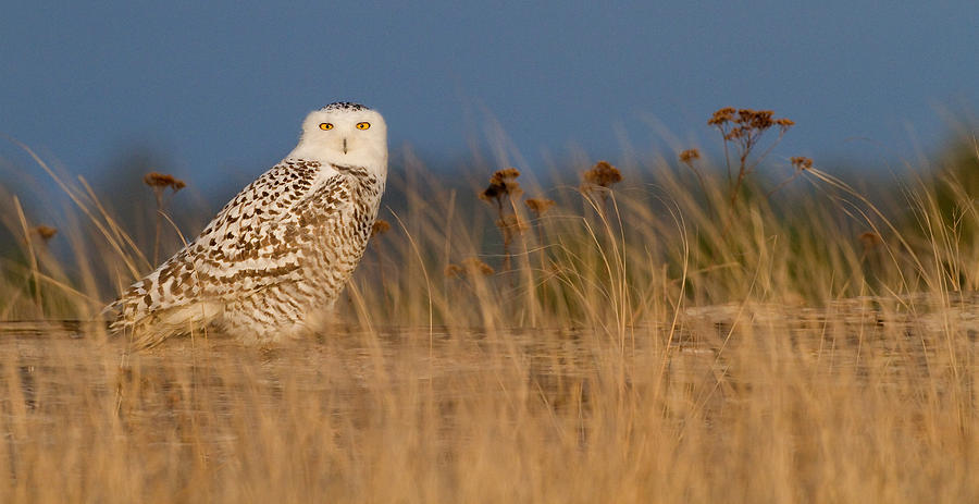 Snowy Owl Morning Photograph by Max Waugh