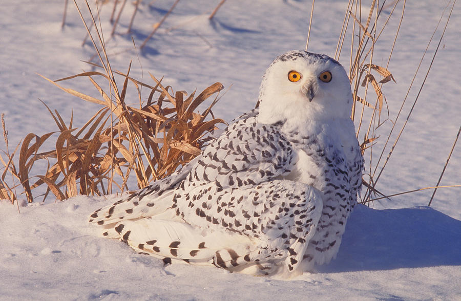 Snowy Owl Nyctea Scandiaca Photograph by Ray Coleman