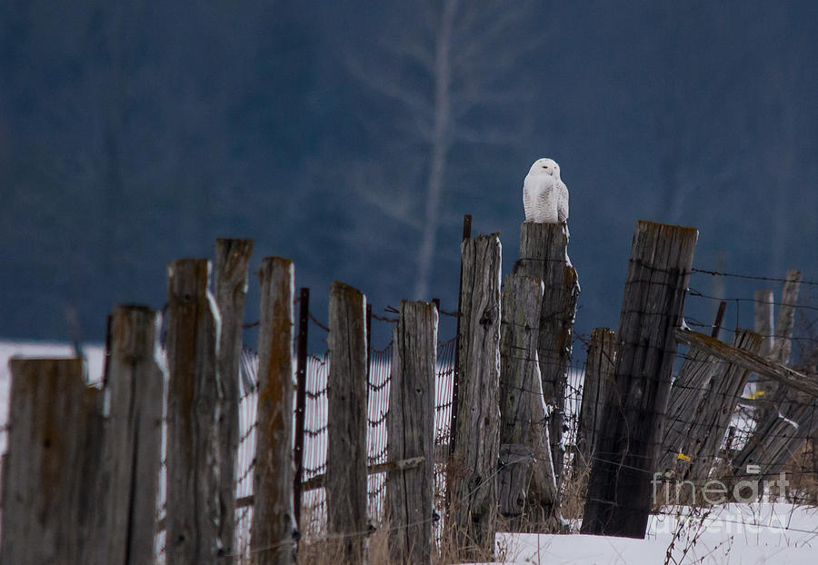 Snowy Owl on a Fence Photograph by Cheryl Baxter