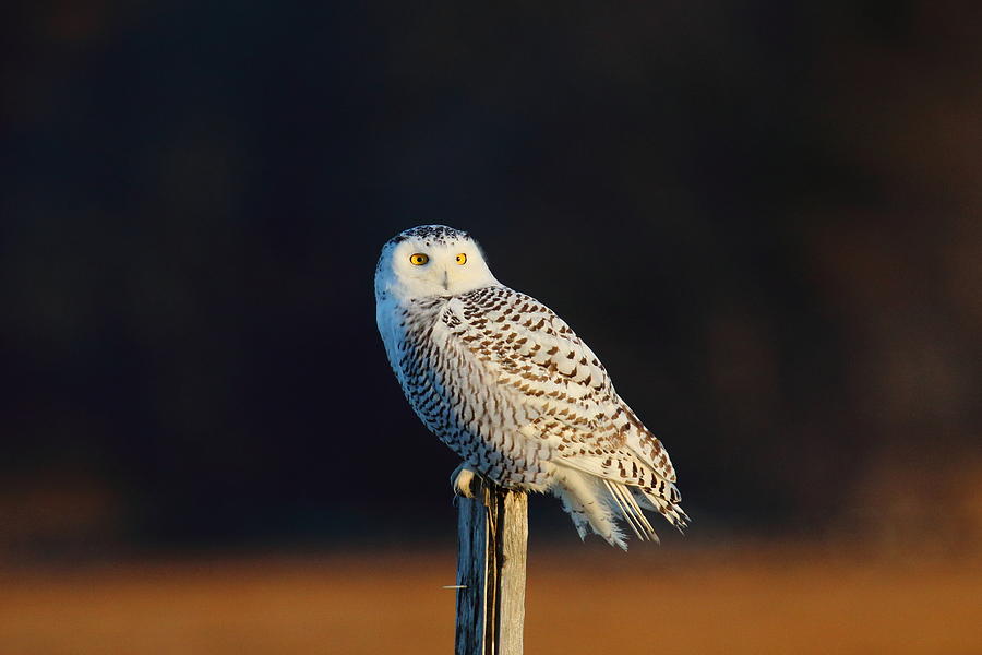 Snowy Owl on a Post Photograph by Duane Cross