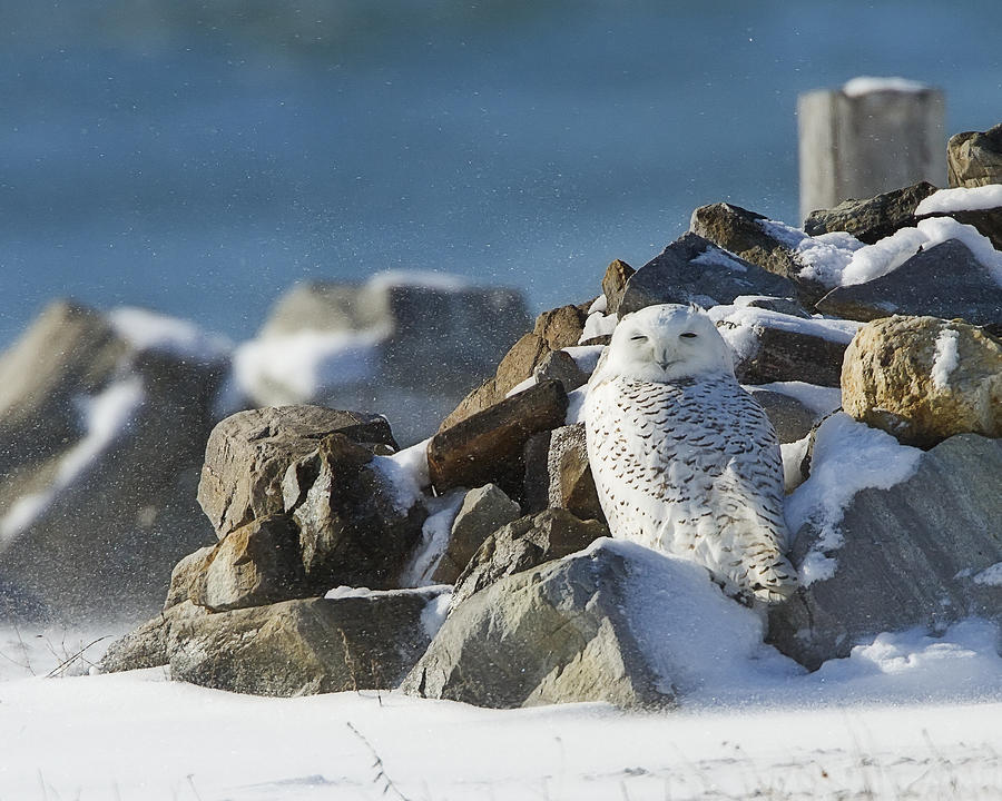 Snowy Owl on a Rock Pile Photograph by John Vose
