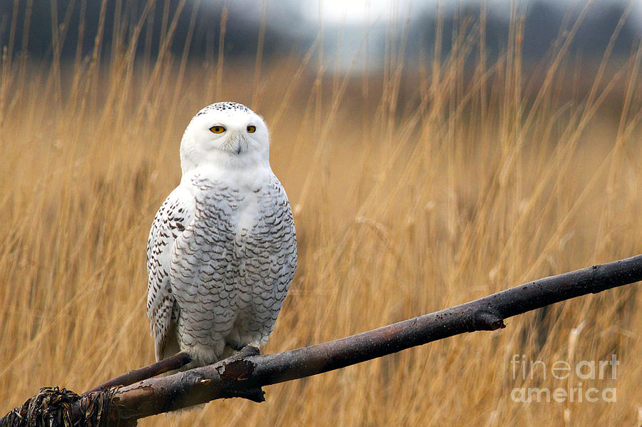Snowy Owl on Branch Photograph by Sharon Talson