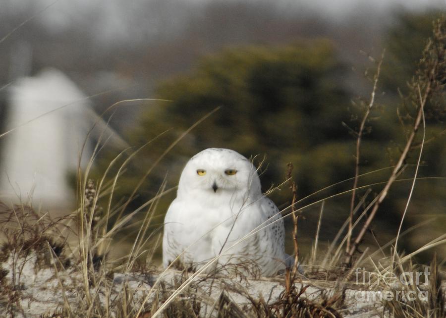 Snowy Owl on Cape Cod Photograph by Amazing Jules