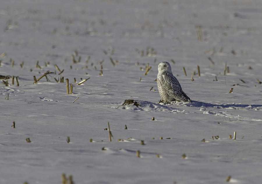 Snowy Owl On The Snow Photograph by Thomas Young