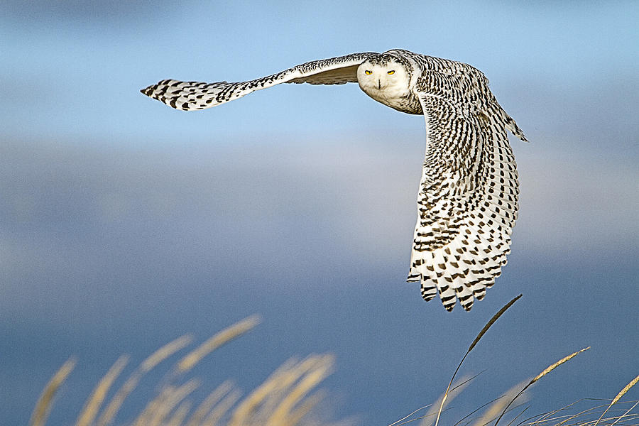 Snowy Owl Over the Dunes Photograph by John Vose