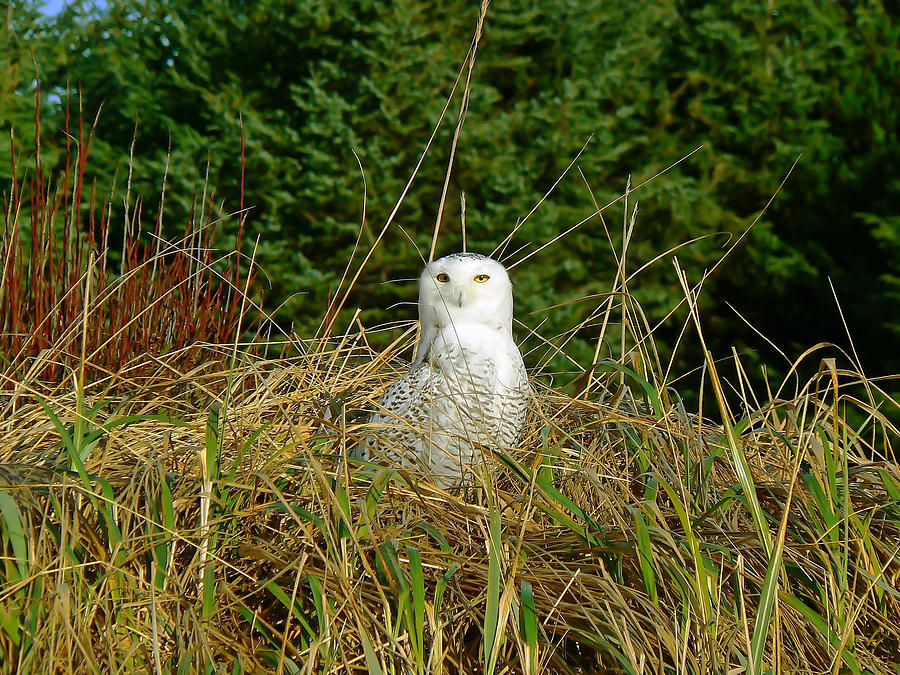 Snowy Owl Photograph by Pamela Patch