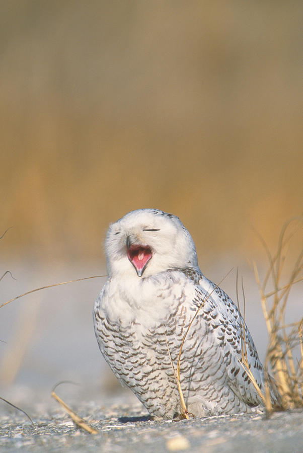 Snowy Owl Photograph by Paul J. Fusco