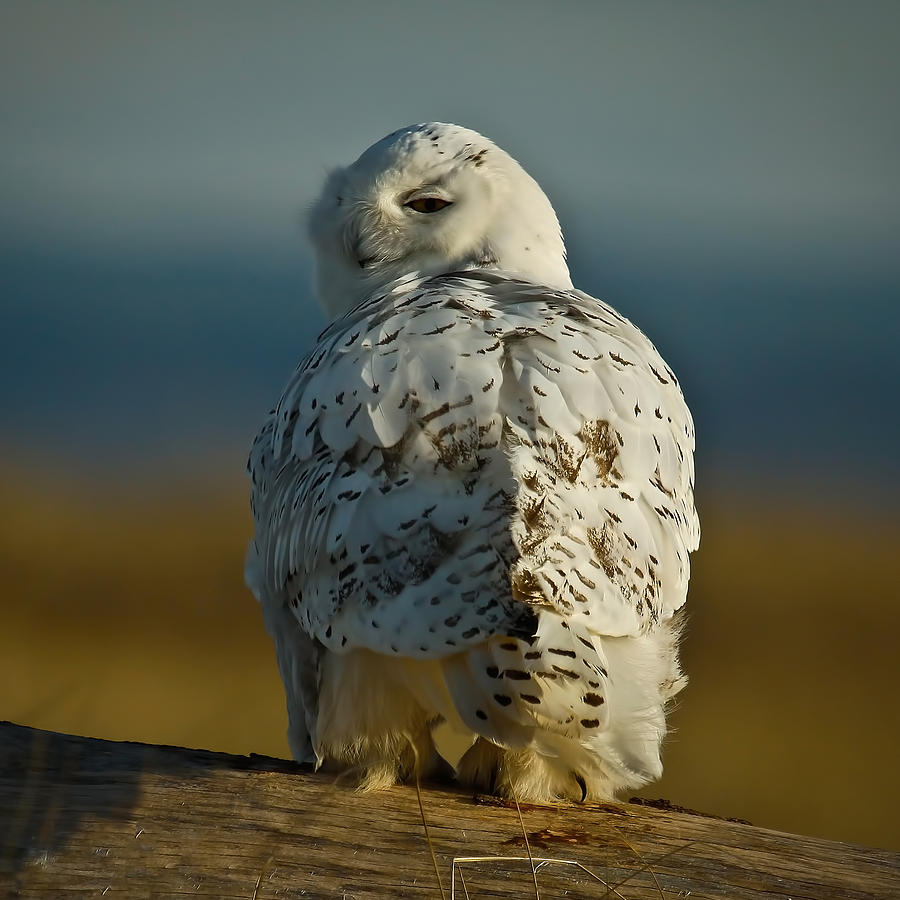 Snowy Owl Peek Photograph by Steve McKinzie