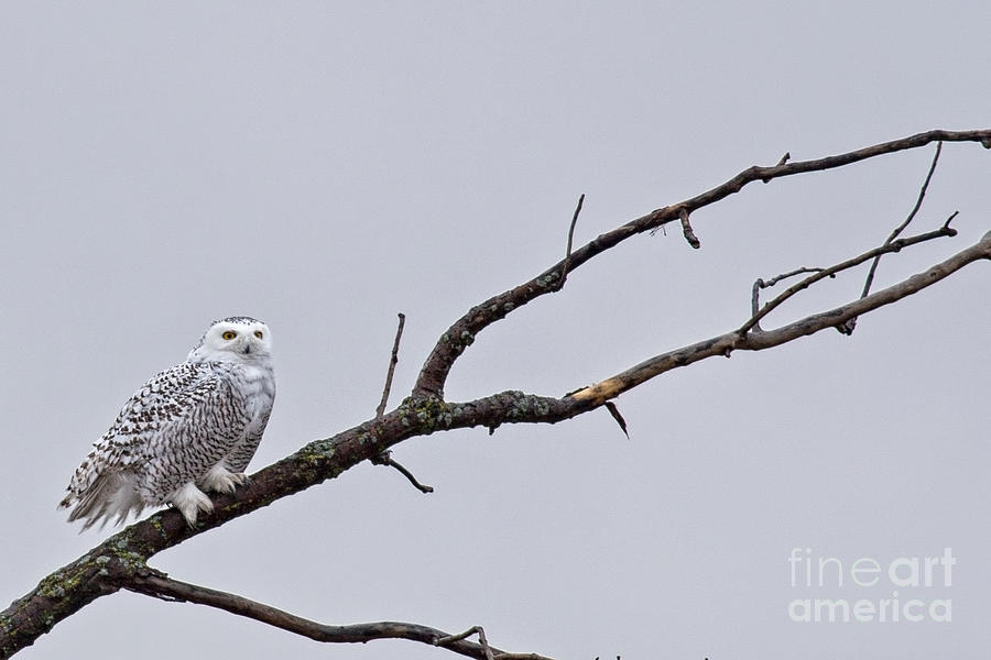 Owl Photograph - Snowy Owl Perch by Natural Focal Point Photography