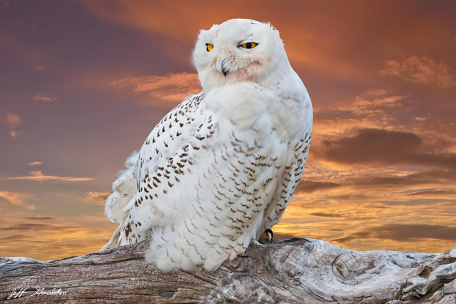 Snowy Owl Perched at Sunset Photograph by Jeff Goulden