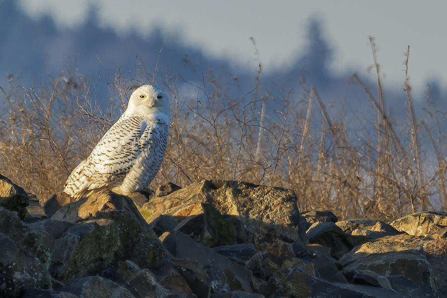 Snowy Owl Perching on the Eastside of a Bern Photograph by Belinda Greb