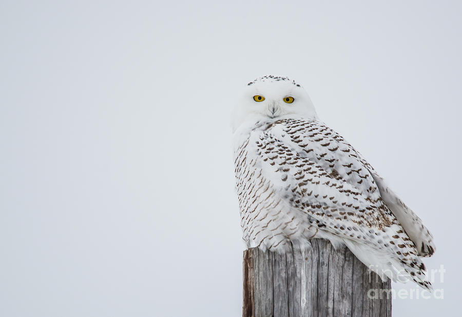 Snowy Owl Perfection Photograph by Cheryl Baxter