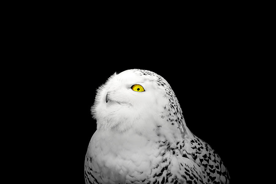 Snowy Owl Photograph by Peter Lakomy
