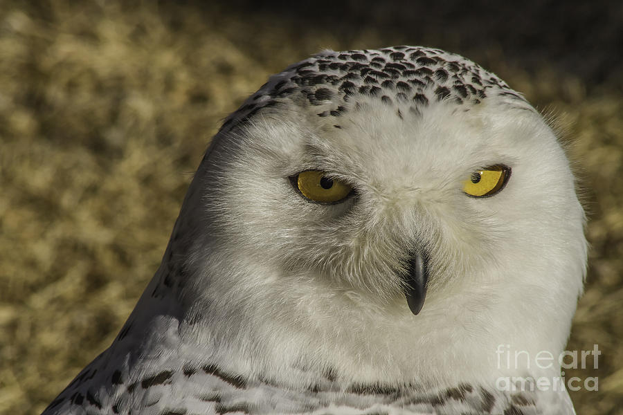 Snowy Owl Portrait 1 Photograph by Mitch Shindelbower