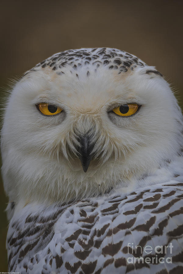 Snowy Owl Portrait Photograph by Mitch Shindelbower