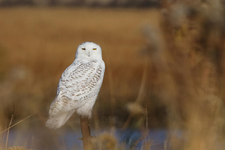 Owl Photograph - Snowy Owl Portrait by Stephanie McDowell