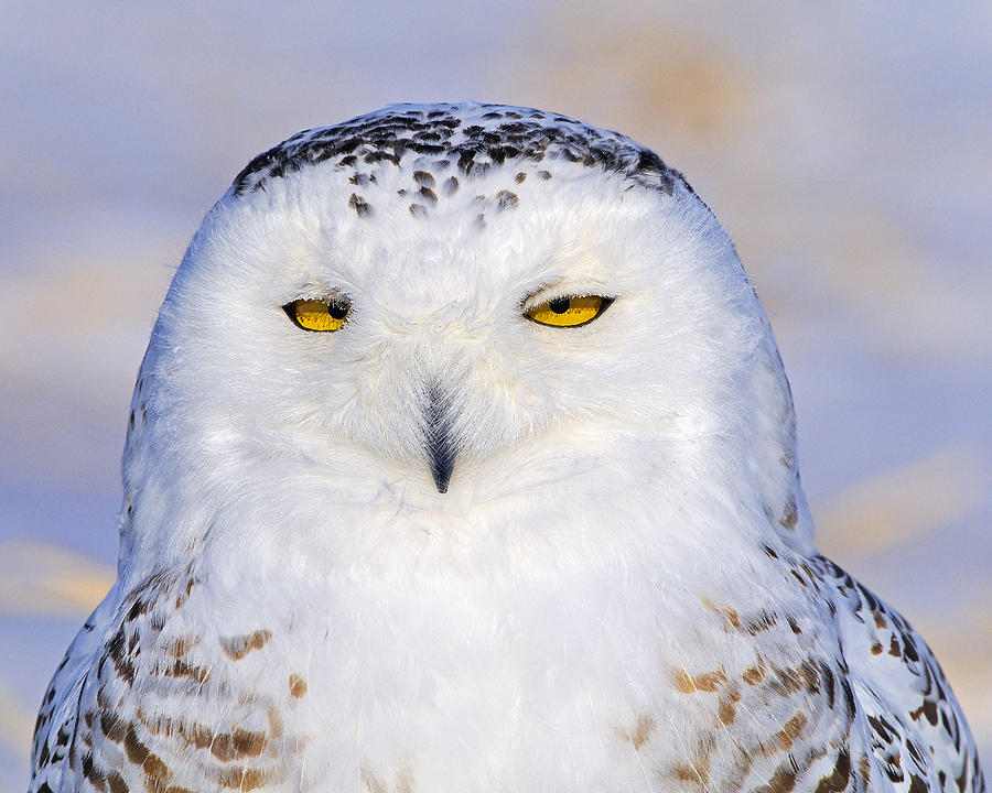 Snowy Owl Portrait Photograph by Tony Beck