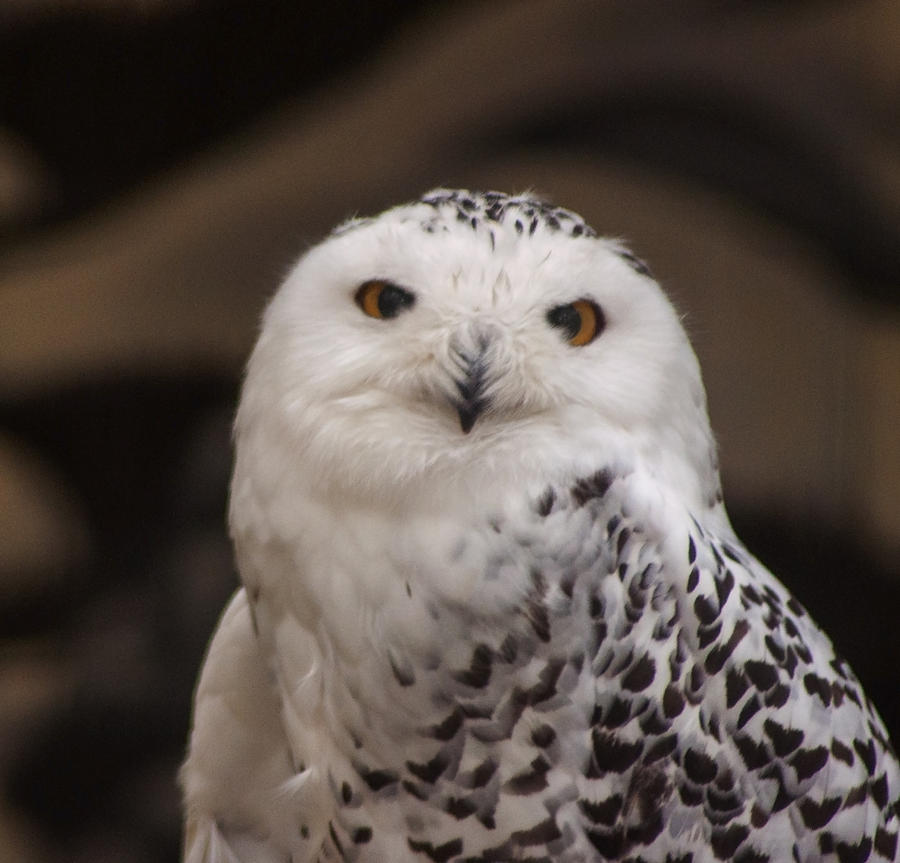 Snowy Owl Posing Pretty Photograph by Ginger Harris - Fine Art America