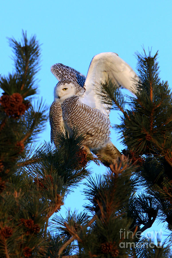 Snowy Owl-Preening Flap Photograph by Butch Lombardi