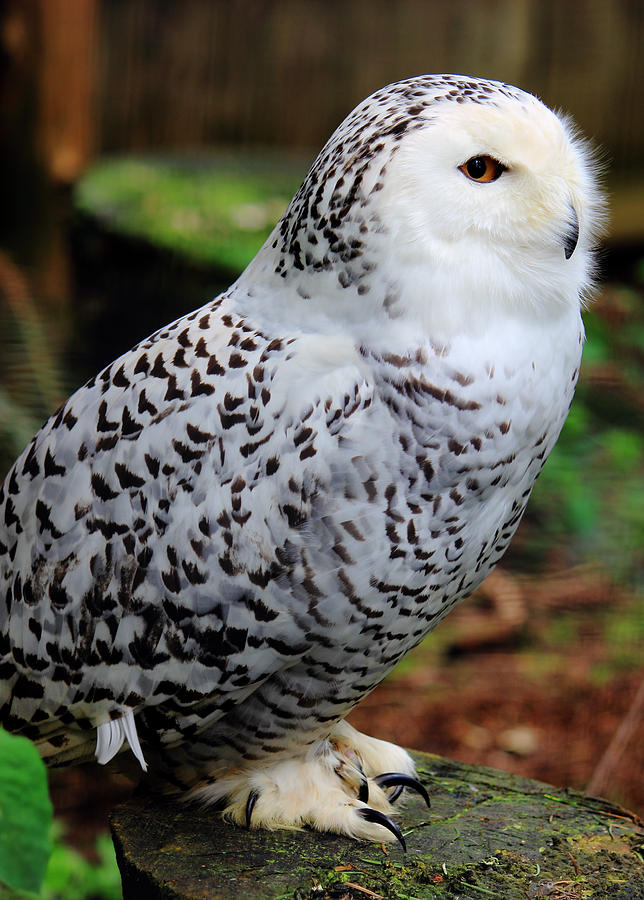 Snowy Owl Photograph by Randy Hall